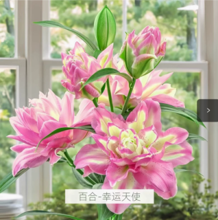 进口香水百合种球四季开花室内外阳台多头百合耐寒好养重瓣种植