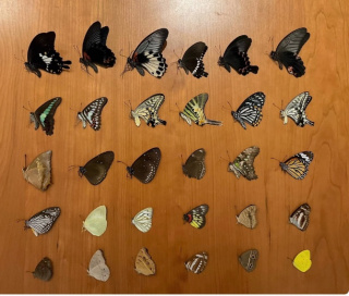 蝴蝶标本真蝴蝶未展翅学生教学研学原蝶练手手工diy材料批发昆虫