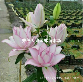 进口香水百合花球茎，大花瓣在一年中的任何时候开花，盆栽室内观赏植物，以及易于用鲜花喂养的花朵