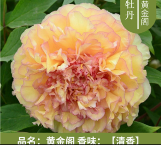 洛阳牡丹花苗大苗花卉植物室内花好养盆栽庭院牡丹花树苗易养绿植