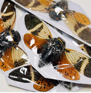 昂蝉Angamiana floridula展翅标本001