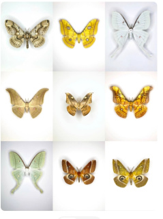 中大型练手蛾类a-/a2原蛾品种不限于图上大蚕蛾萝纹蛾夜蛾燕蛾等