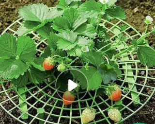 Домашняя клубничная посадка кронштейнов антикоррозийная гнилая стойка полегания минималистская опора садоводство лоток для цветов артефакт